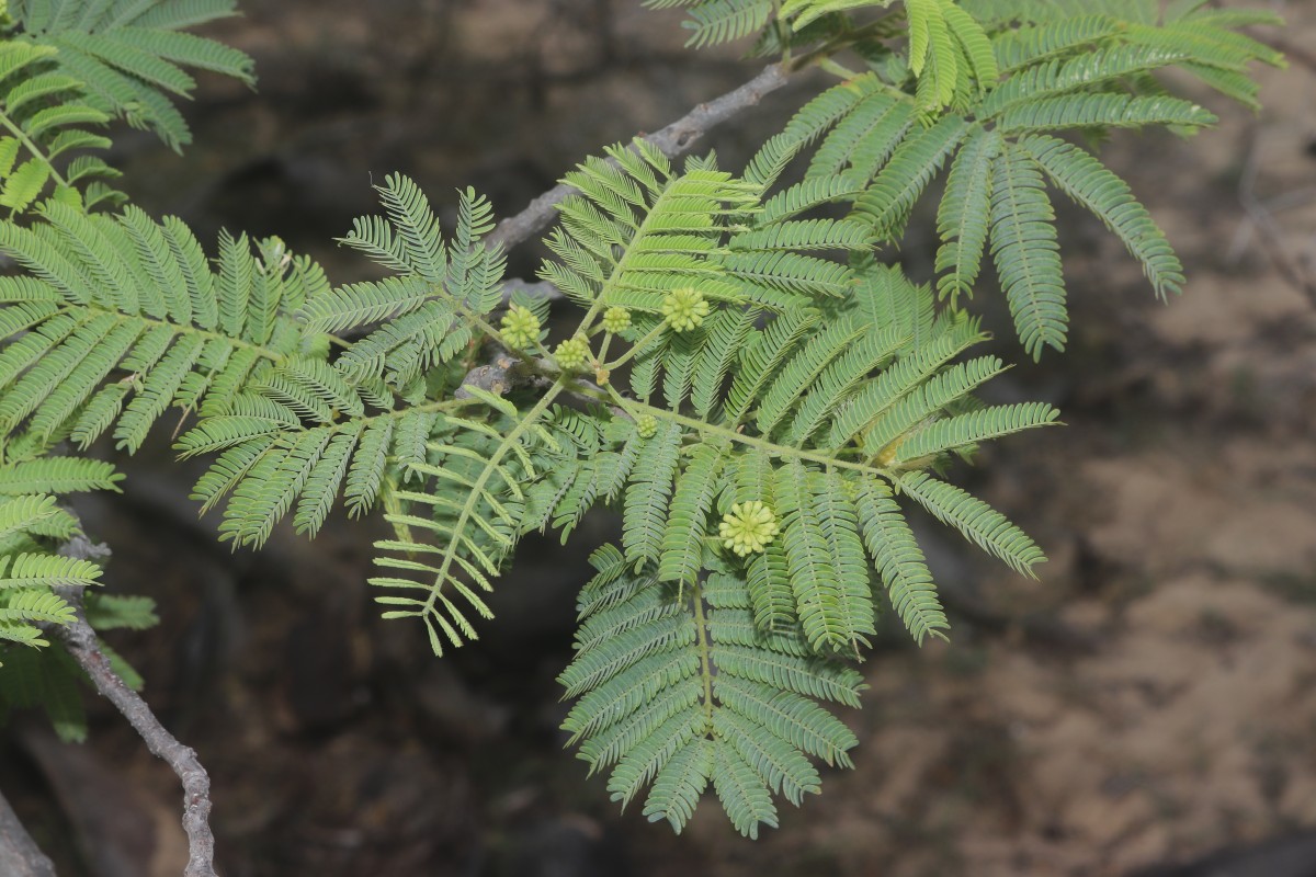 Albizia amara (Roxb.) Boivin